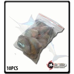 White Mussel | 10 PCS