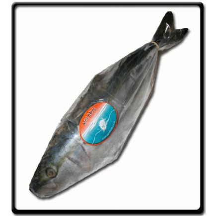 Yellow Tail Bait |500g - 800g